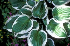 Funkia ‘Minute Man’ (Hosta)